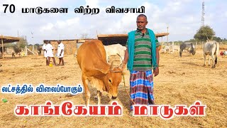 🔥அனல் பறந்த காங்கேயம் மாடுகள் விற்பனை. கண்ணபுரம் சந்தையில் | kannapuram