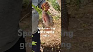 Spot mancing paling gacor #spotmancing #mancingliar #video