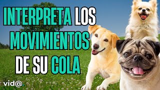 ¿Qué dice TU PERRO con su COLA? #VidaTV #perros