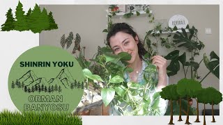 SHINRIN YOKU – ORMAN BANYOSU NEDİR? #shinrinyoku #ormanbanyosu