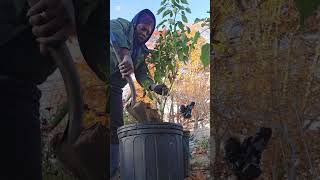 How I transfer in-ground pepper plants to containers for overwintering.