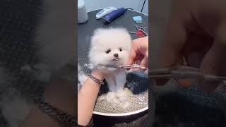 Cute fluffy dog’s haircut