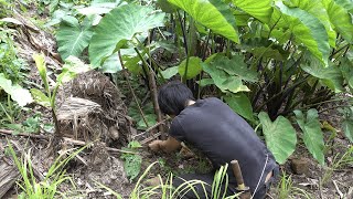 How hard is it to grow taro in the high mountains ? (9 months of lonely survival)