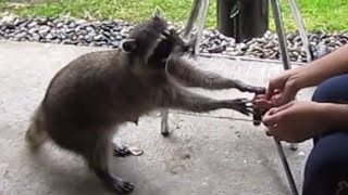 Cute Raccoon Take Food From Hand