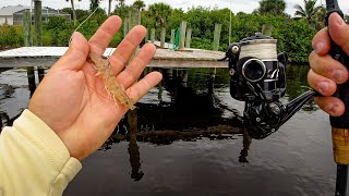 FISHING LIVE SHRIMP WITH A *NEW* REEL...I Hooked Something HUGE!