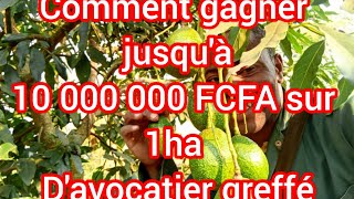 Comment réussir son verger d'avocatier greffé de A à Z ?