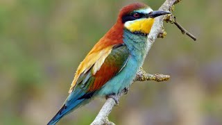 Amazing Bee Eater bird images- Beautiful Green Bee-eater Bird