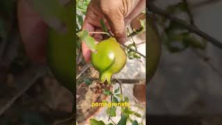 Apne chhat per anar ya bedana ka paudha kaise lagaen #anar #gardning #pomegranate #terracegarden