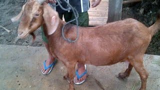 KAMBING YANG BANYAK DIBURU KOLEKTOR