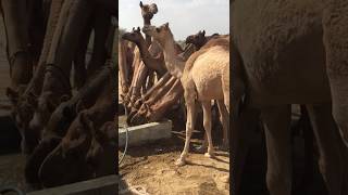 Beautiful group of camel