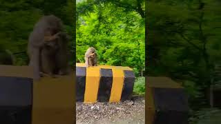 monkeys enjoy weather of murree #explore #youtubeshorts