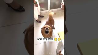 anda Tod diya अंडा तोड़ दिया #dog #shorts #funny #doglover #comedy