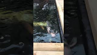 Big koi fish 😍 #aquarium #viral #koi #fish #ponds #shorts #short #fyp