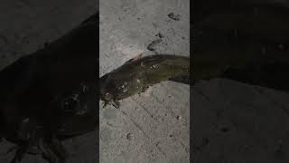 Jangan main2 sama ikan 1 ini sangat berbahaya rac**nya😱😱😱#viralvideo #mancing #vidioshort