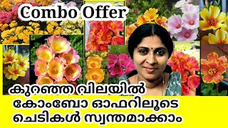 എപ്പോഴും പൂക്കൾ തരുന്ന മൂന്ന് പൂച്ചെടികൾ|| Best flowering plants || Low budget plant