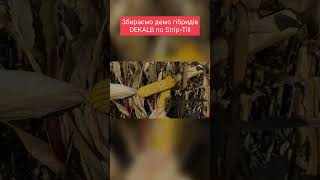 Збирання демо DEKALB по Strip-Till