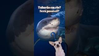 Tubarão em rio? Será Possível?🫣 #shark #tubarao #animaisaquaticos #animals #oceanografia #fish