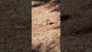 Balboa Park Part 22 Visitors - Tree Squirrel 🐿  More information in description