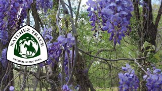 Early Spring on the Natchez Trace