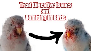 How to Treat Digestive Infection and Vomiting in Birds? || All About Pets