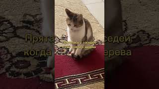 Когда ты кошка «социальная катастрофа» #котята #kitten