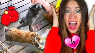 ЧТО ТО ПОШЛО НЕ ТАК КРОЛИКИ УБИВАЮТ ДРУГ ДРУГА ЧЕТВЕРТОЕ СВИДАНИЕ | Elli Di Pets