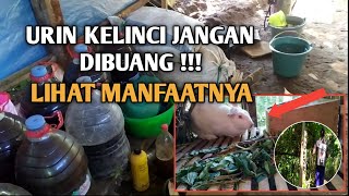 URIN KELINCI JANGAN DIBUANG & LIHAT MANFAATNYA