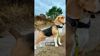 Beagle are Small Friendly Dog Breed#*beagle #puppy #dogbreed #pets