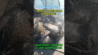 ikan baronang 5 sampai 7 jari full strike. umpan lumut saja #fishing #mancing #strike #shorts #ikan