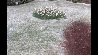 Crazy snow ❄️ in April