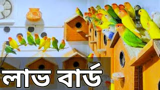 লাভ বার্ড পাখির খামার Love Bird Pakhi.