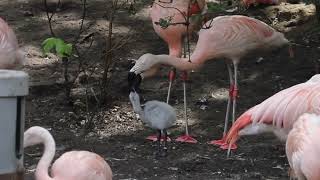 flamingo met jong   HD 1080p