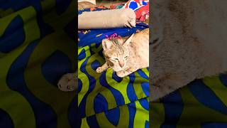 Gemeszzz‼️APT.. APT✨🐱#cat#funny#trend#viralvideo#shorts