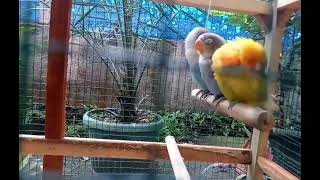 Burung Lovebird Ada Mainnan Ayunan Baru Di Dalam Sangkar