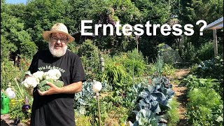 Erntestress oder Erntevergnügen im Selbstversorgergarten?