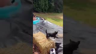 Dog funny video Full Enjoy Malik Writer 1