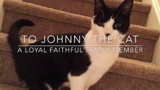 To Johnny the cat 🐱 A loving family member to Jess 🐱 They will never forget you 🐱 A gift for Jess