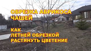 Обрезка абрикоса чашей. Как обрезкой растянуть цветение, уводя часть цветков от заморозков