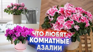 Что любят комнатные азалии