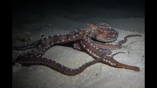 Starry Night Octopus Hunting