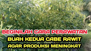 PART 22 : CARA TINGKATKAN PRODUKSI BUAH KEDUA CABE RAWIT