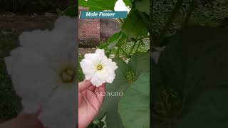 লাউয়ের কৃত্রিম পরাগায়ন। Bottle Gourd Hand Pollination