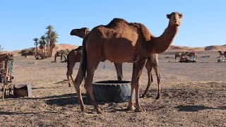 Morocco Day 5 | Camel Riding in the Sahara Desert (G Adventures)