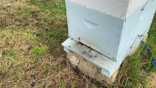 Beehive Update August 2020