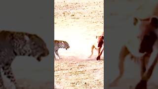 Leopard vs hayena #shorts #viral #trending