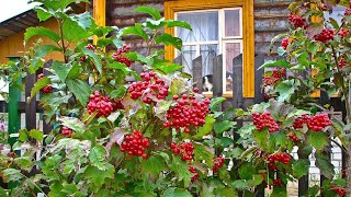 КУСТ КАЛИНЫ РАСТЁТ У МЕНЯ ВО ДВОРЕ / Разбор на гармони по цифрам