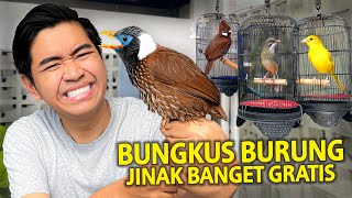 BUNGKUS BURUNG PALING JINAK GRATIS! LANGSUNG KITA BAWA PULANG! GACOR BANGET BUAT MASTERAN MURAI AKU!