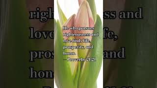 Proverbs for Today! #wisdom #life #bibleverse #bibleshorts #shorts #flower #nature #christian #bloom