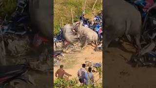 BUFFALO'S FIGHTING OVER THE MOTORCYCLE #shorts #shortvideo #shortsfeed #subscribe #autotechvlog