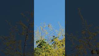 #birds #shortvideo